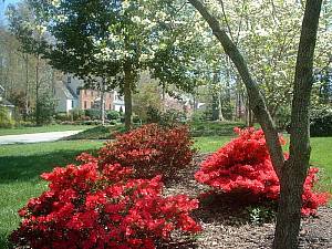 Azaleas in Springtime